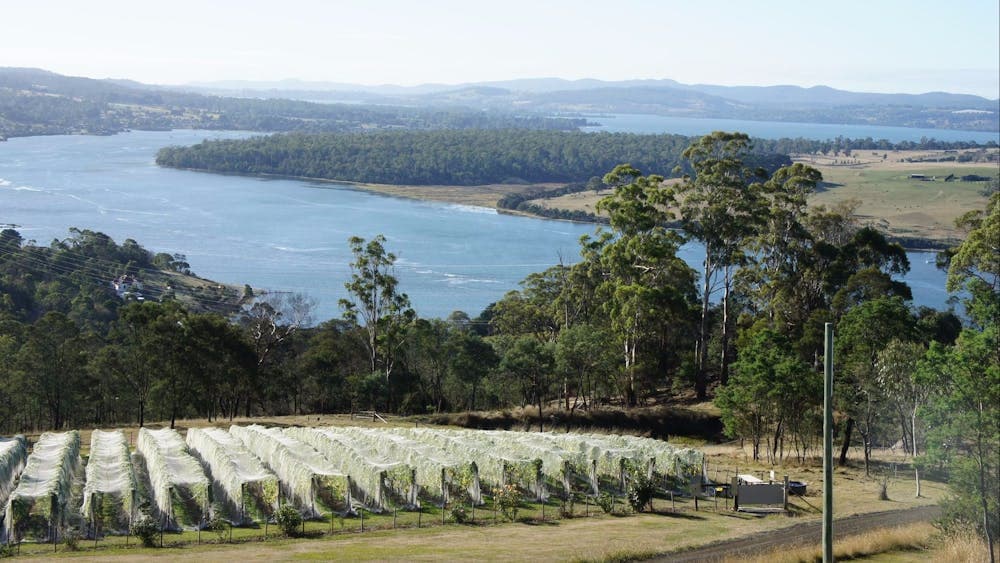 Scenic winery on the banks of the Tamar River