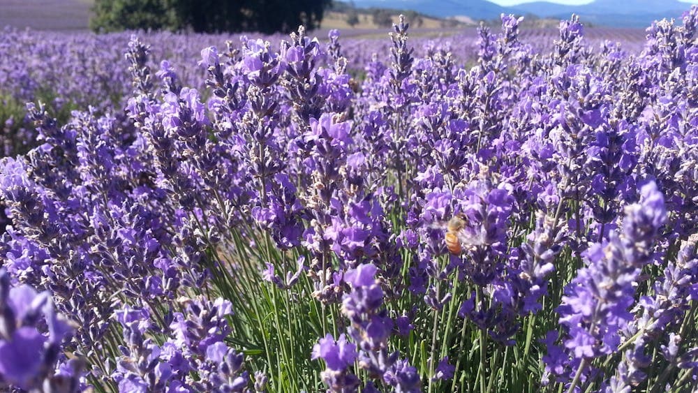 Bridestowe Lavender Farm during Summer