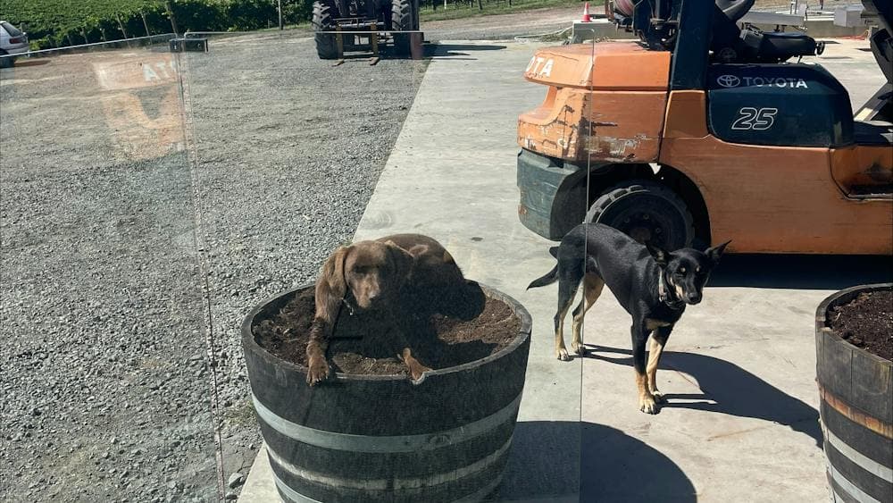 Russell and Suitor Cellar Door Dogs