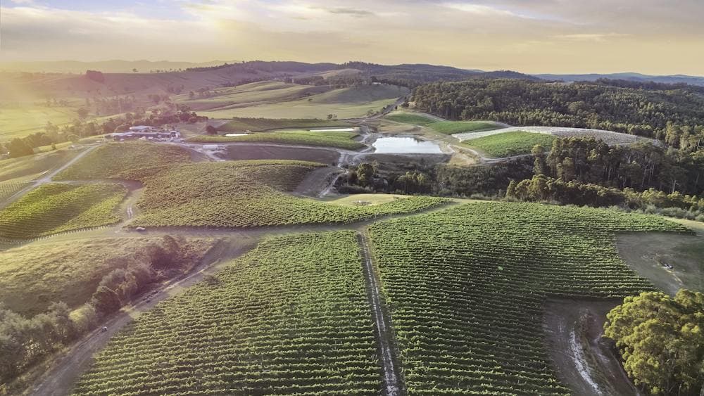 Russell and Suitor Vineyard