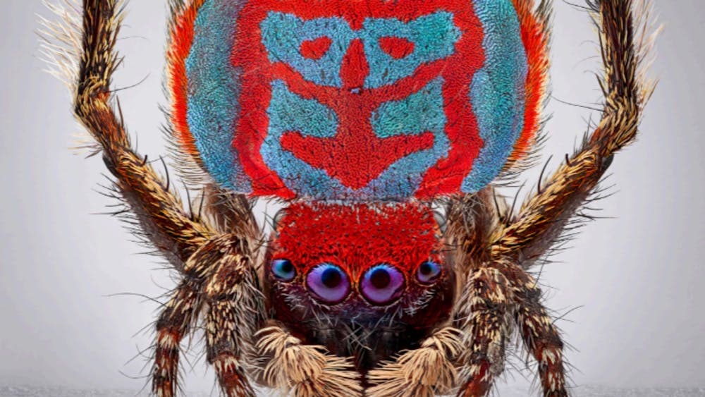Maria Fernanda Cardoso: Spiders of Paradise. Maratus bubo, 2024 (detail).