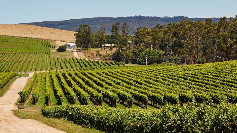 Vines in Summer