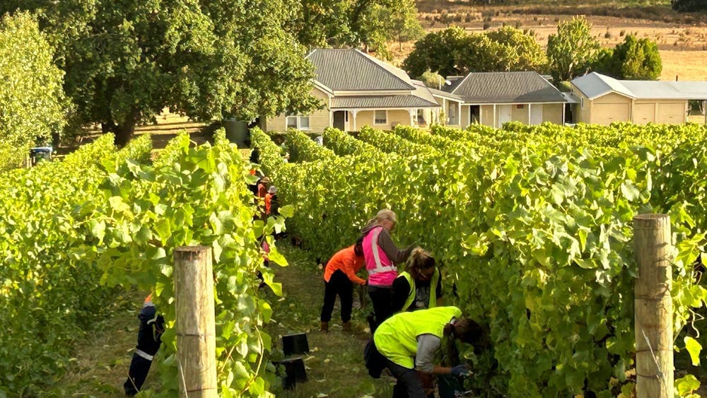 Harvest shot at Block 2 2024 vintage