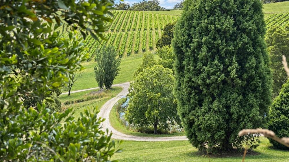 Lalla Gully Vineyard Photo