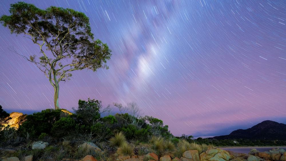 Milkyway and Startrails shining over a single eucalypt tree at Coles Bay in Tasmania