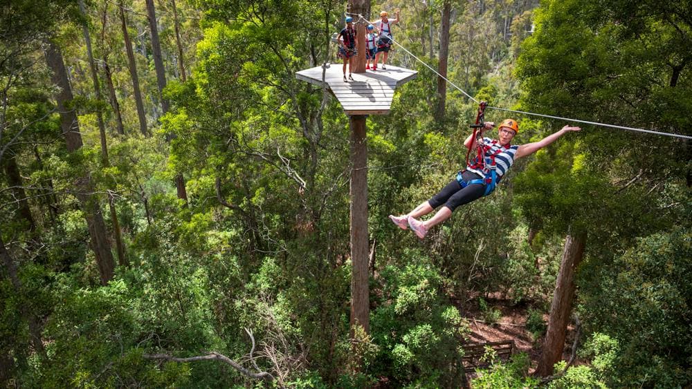 Treetops Hollybank Zipline Tour Family Adventure