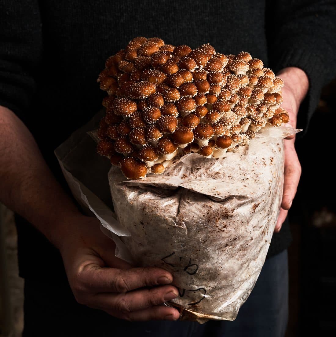 brown towns mushrooms