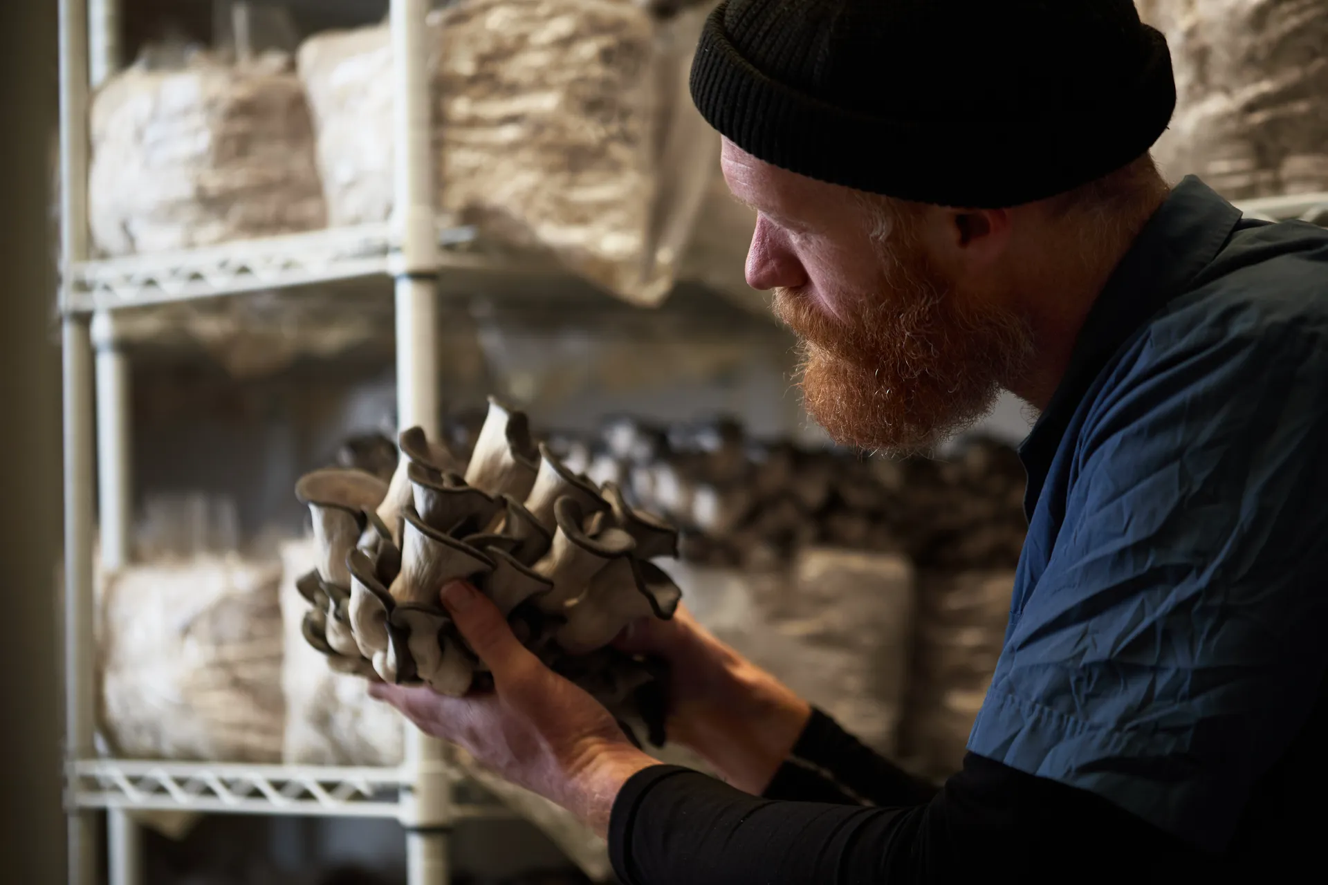 brown towns mushrooms